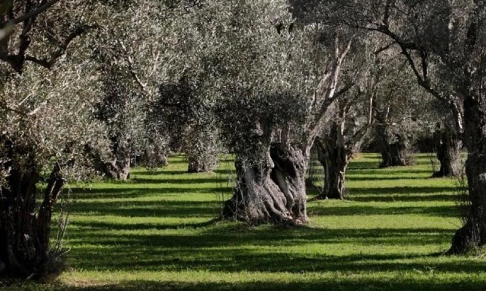 Εξαπατούσαν παραγωγούς σε Ηλεία και Αχαΐα για να παίρνουν λάδι και σταφίδες